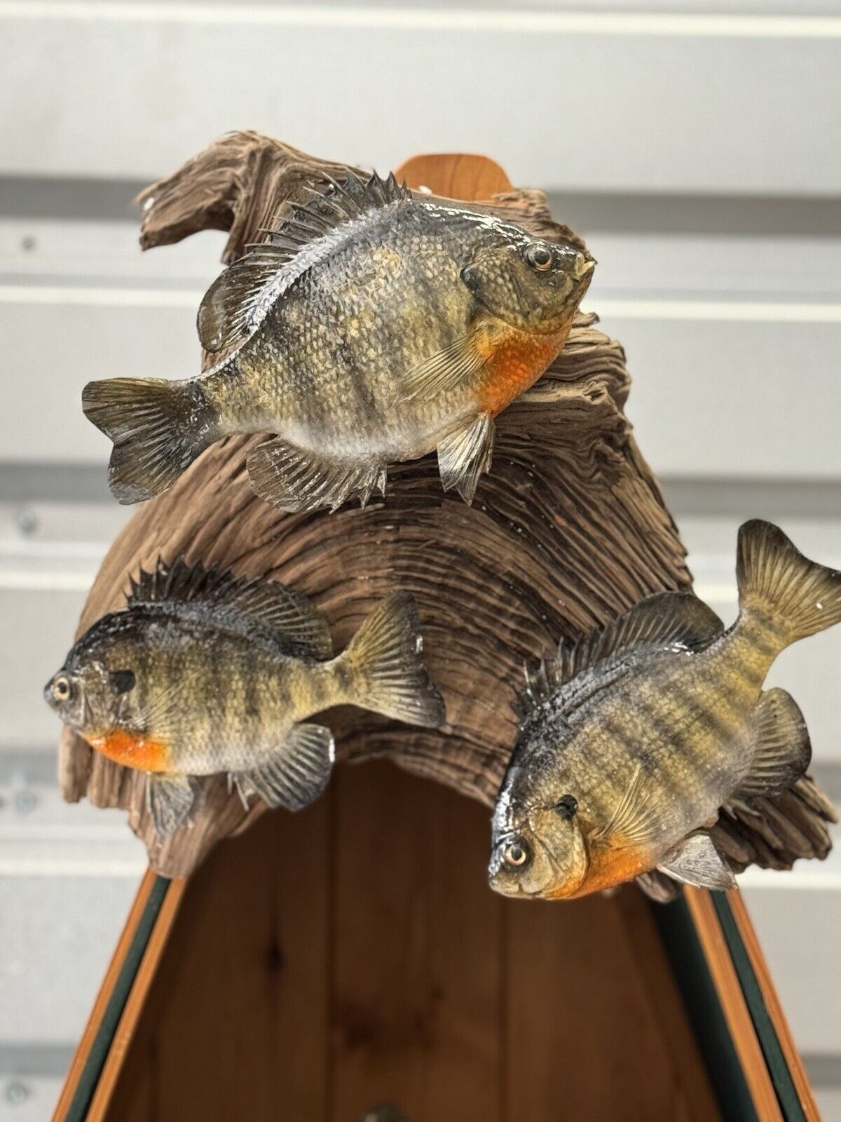 Real Skin Beautiful Sunfish Fish Taxidermy Wall Mount