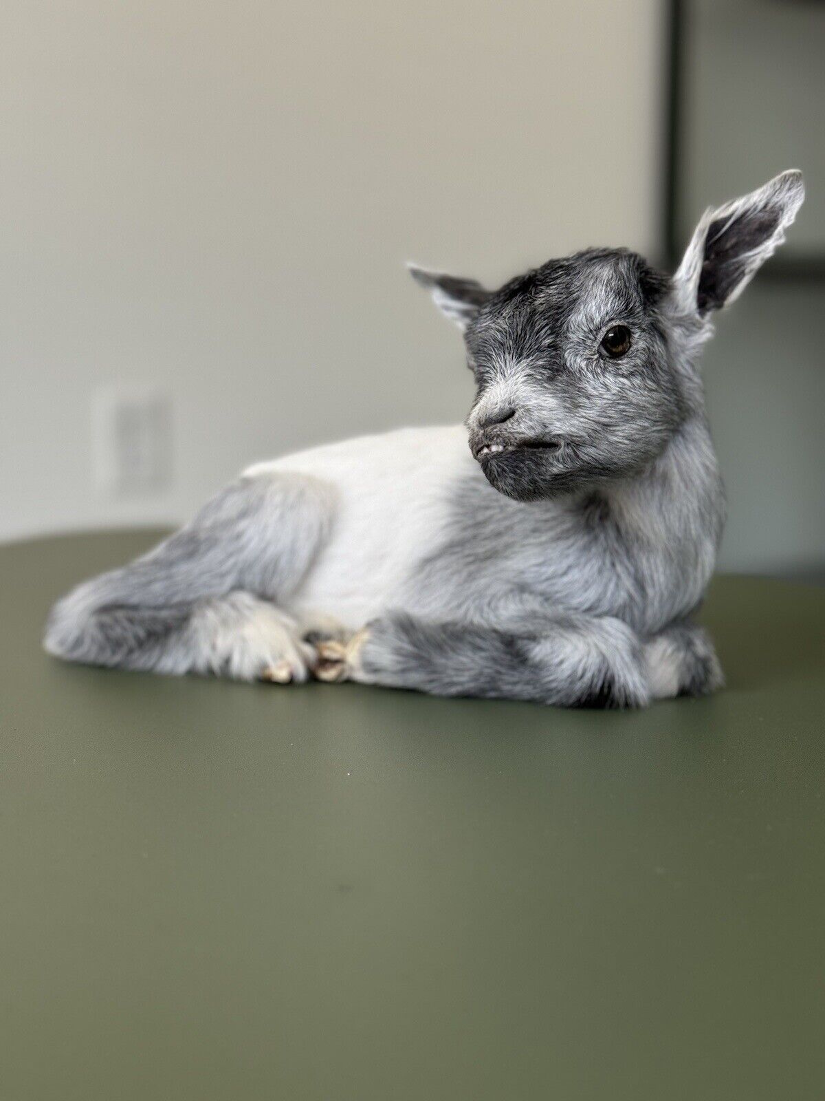 Super Tiny Baby Goat Taxidermy Mount