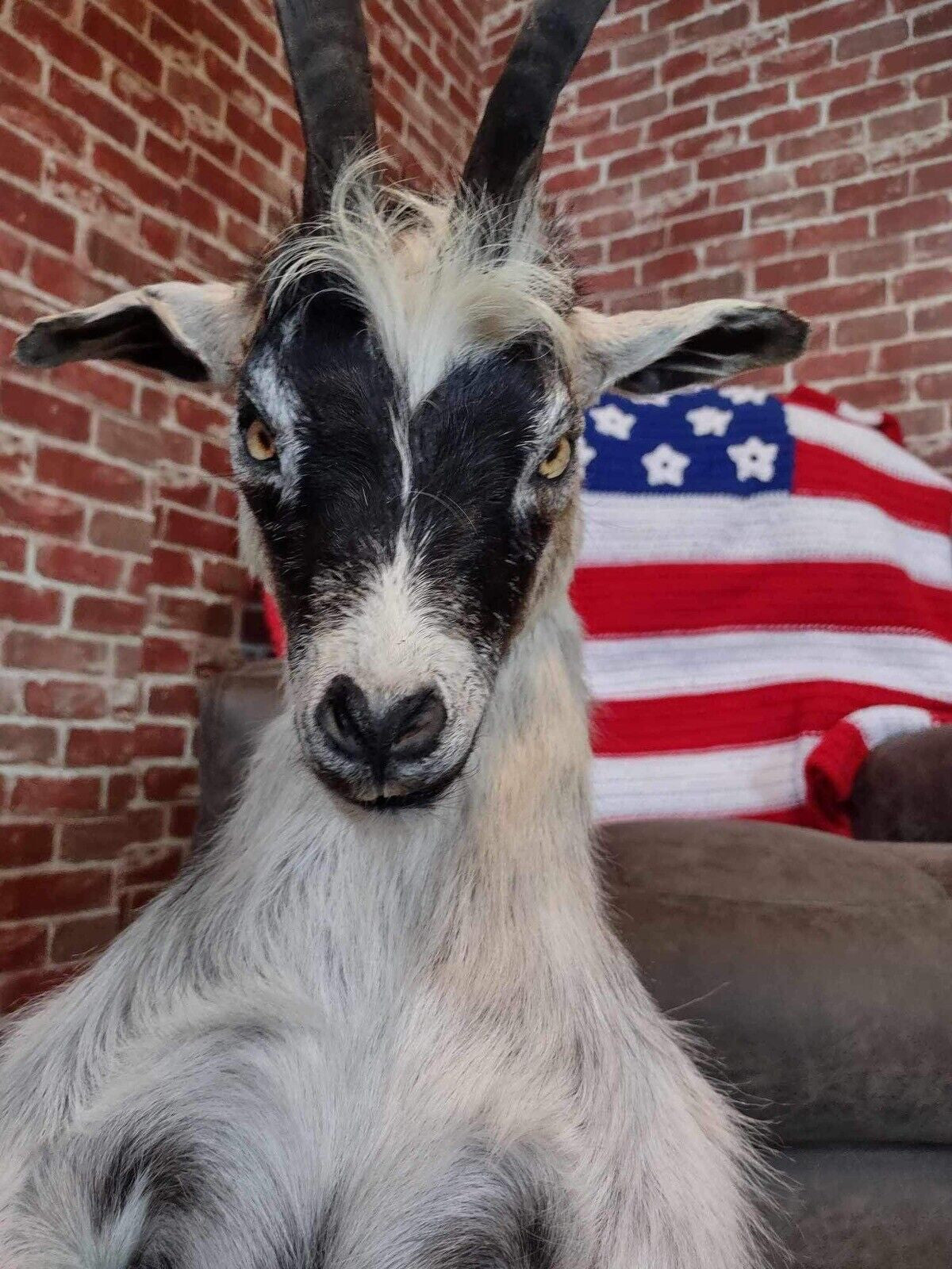 Real Beautiful Billy Goat Taxidermy Mount