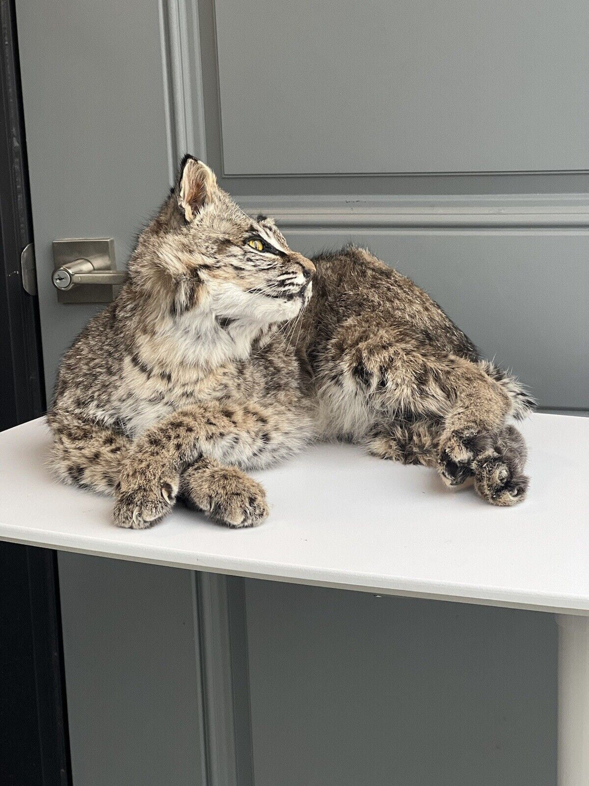 BOBCAT TAXIDERMY , Collectible,Log Cabin Decor,Outdoors,Hunting