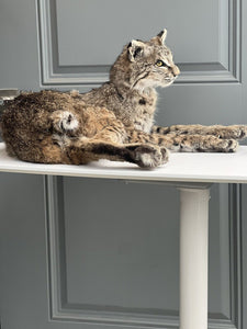 BOBCAT TAXIDERMY , Collectible,Log Cabin Decor,Outdoors,Hunting