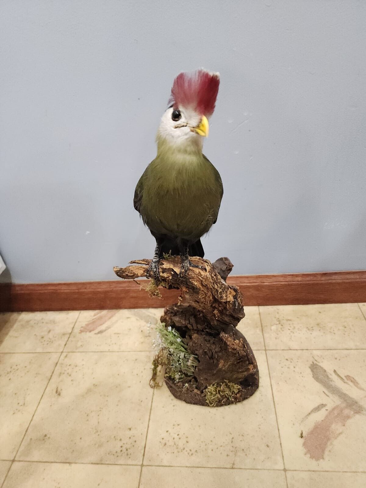 Red Crested turaco Bird Mount Taxidermy