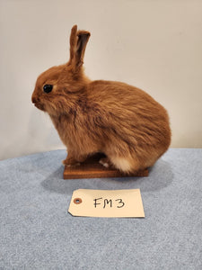 Taxidermy, CUTE, SOFT, Bunny Rabbit, Easter Bunny Log Cabin Lodge