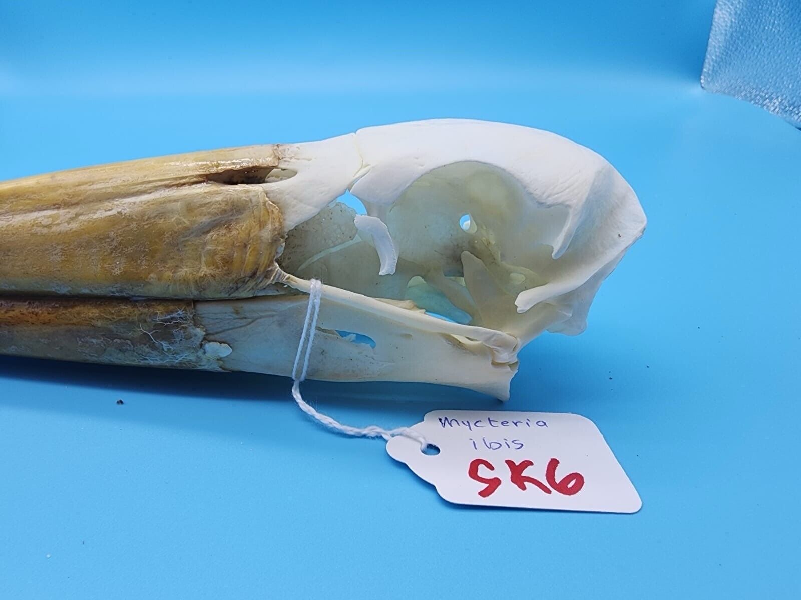 Real Yellow-billed stork Bird Skull Taxidermy Sk6