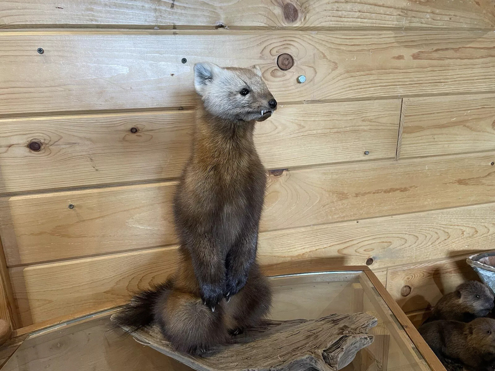 Pine Marten Alaskan Life Size Taxidermy Mount