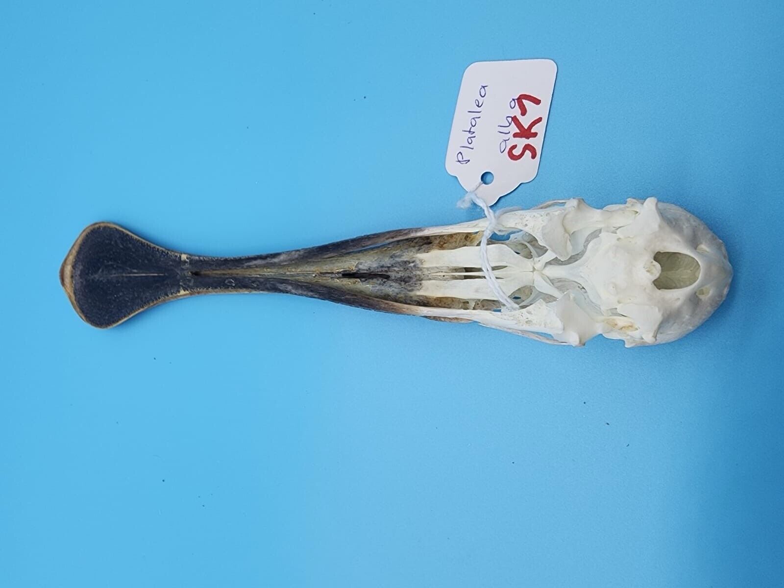 Real African spoonbill Bird Skull Taxidermy Sk7