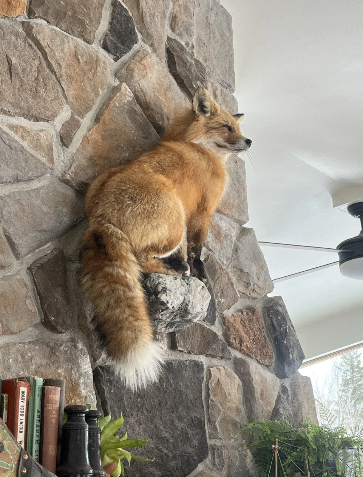 Red Fox Taxidermy Full Body Mount Cabin Camp Man Cave Home Office Den Decor NEW!