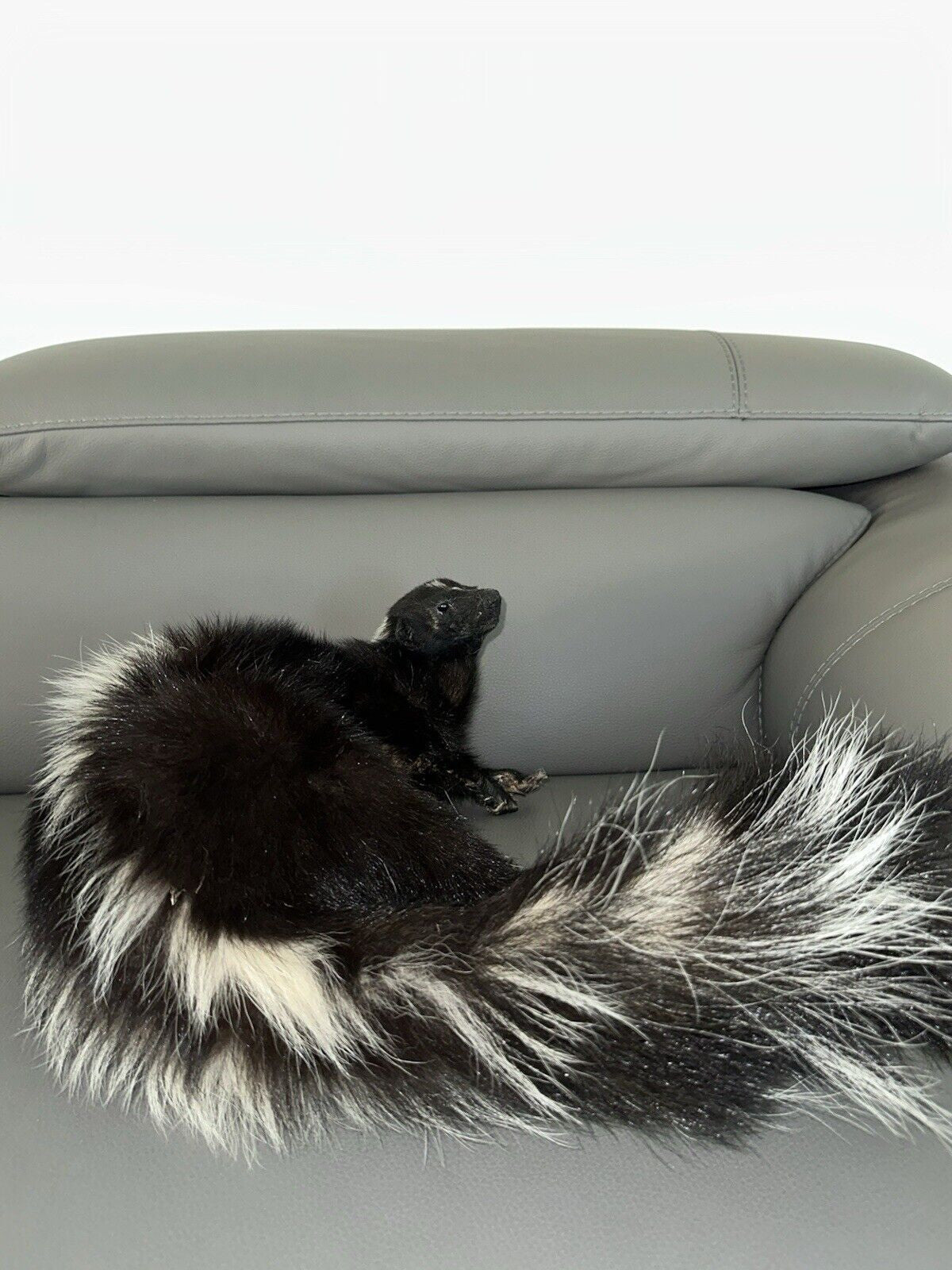 Large Prime Skunk Taxidermy Mount