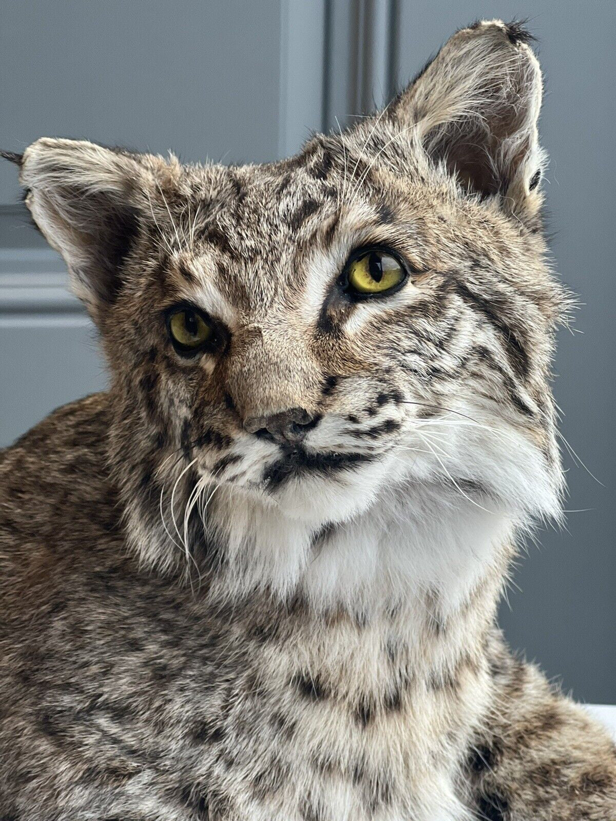 BOBCAT TAXIDERMY , Collectible,Log Cabin Decor,Outdoors,Hunting