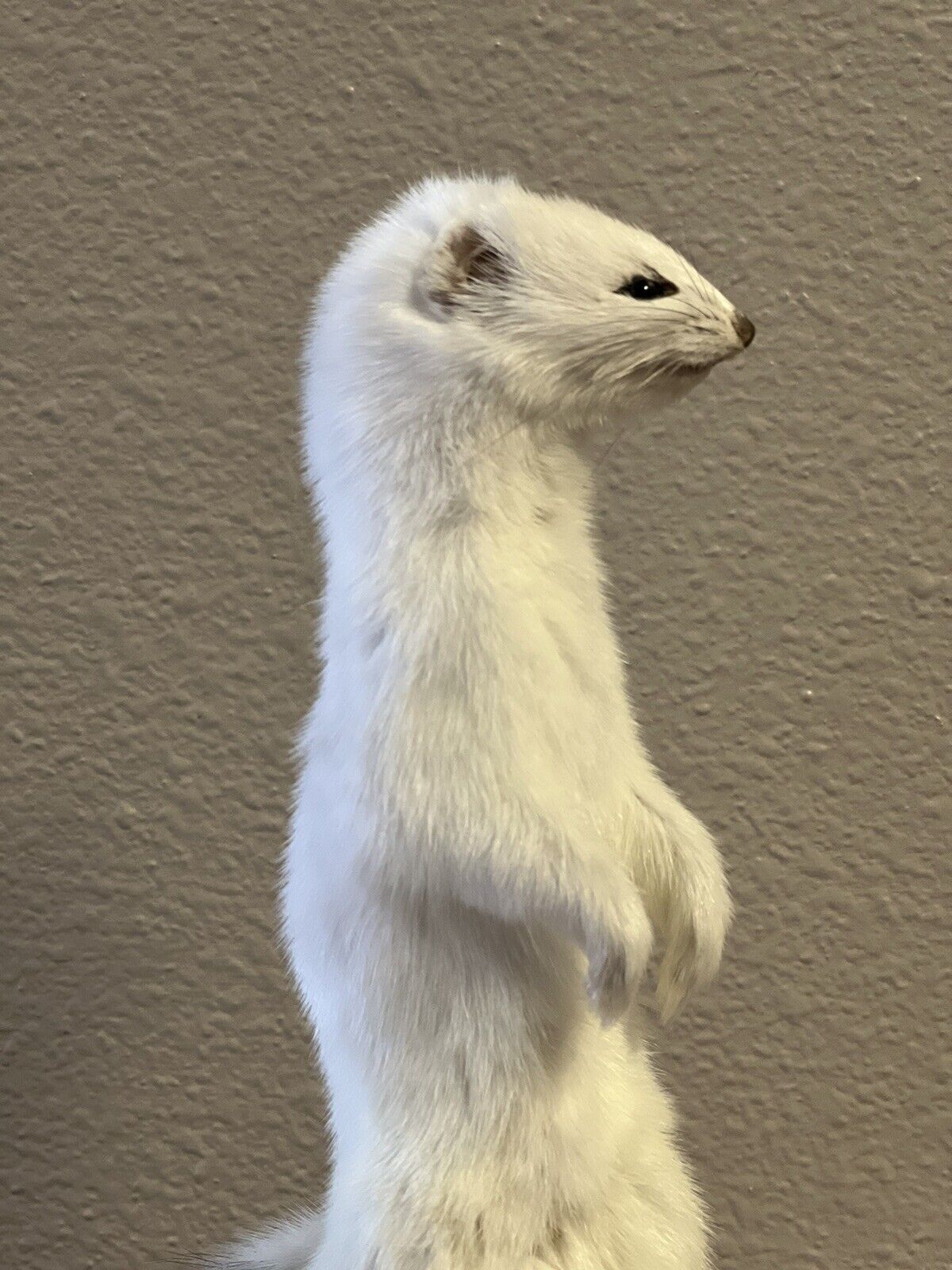 Beautiful Adorable Weasel Ermine Small Animal Taxidermy Mount Art Wildlife