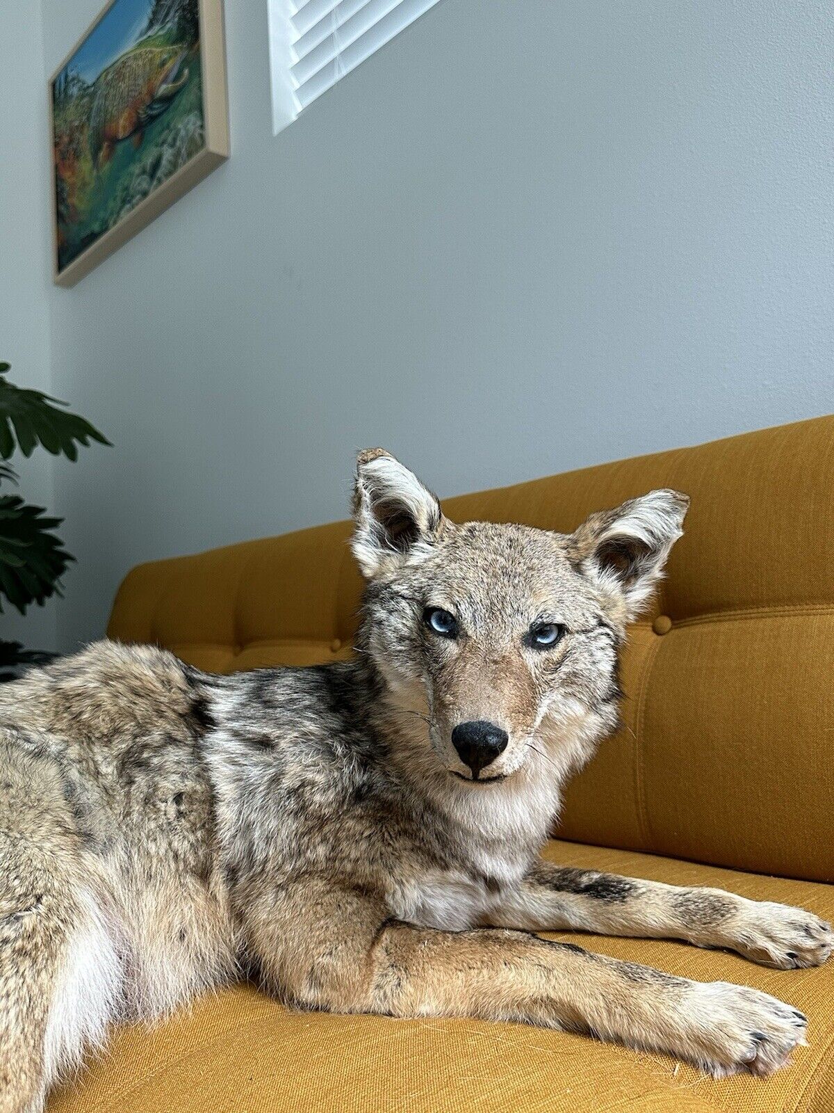 Coyote Taxidermy Custom Full Body Mount Home Camp Wall Decor Hunting Cabin