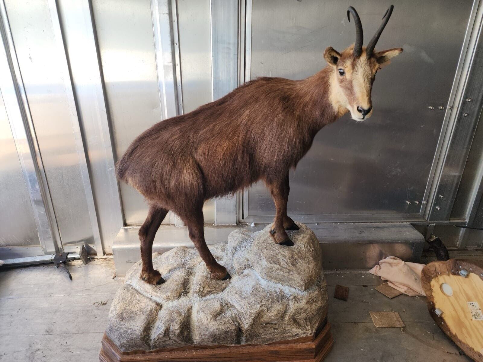 Alpine Chamois Full Body Taxidermy Mount FH24