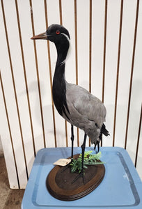 Demoiselle crane (Grus virgo) TAXIDERMY BIRD MOUNT Beautiful Feathers