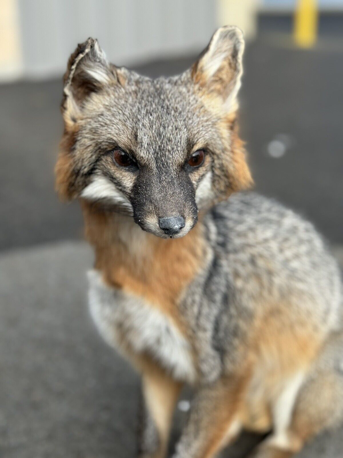 Grey Fox Taxidermy Full Body Mount Prime Fur