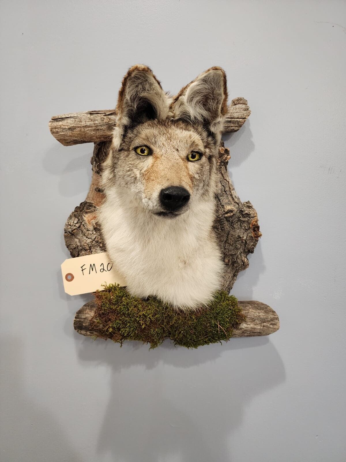 New Coyote Den Taxidermy Mount