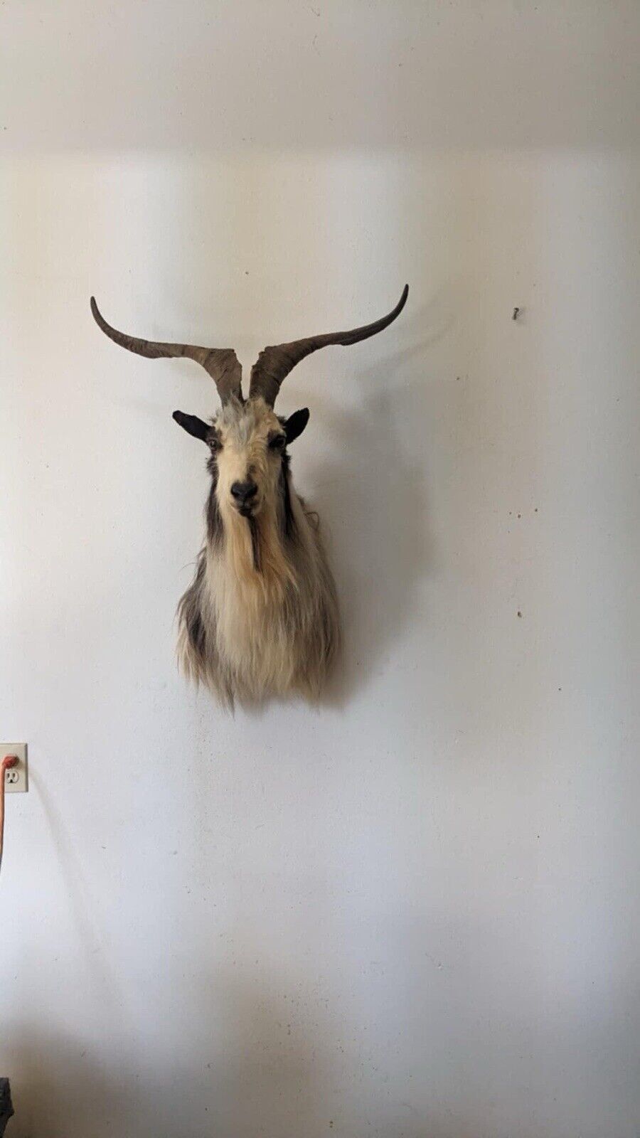 Real Beautiful Spanish Goat Taxidermy Mount