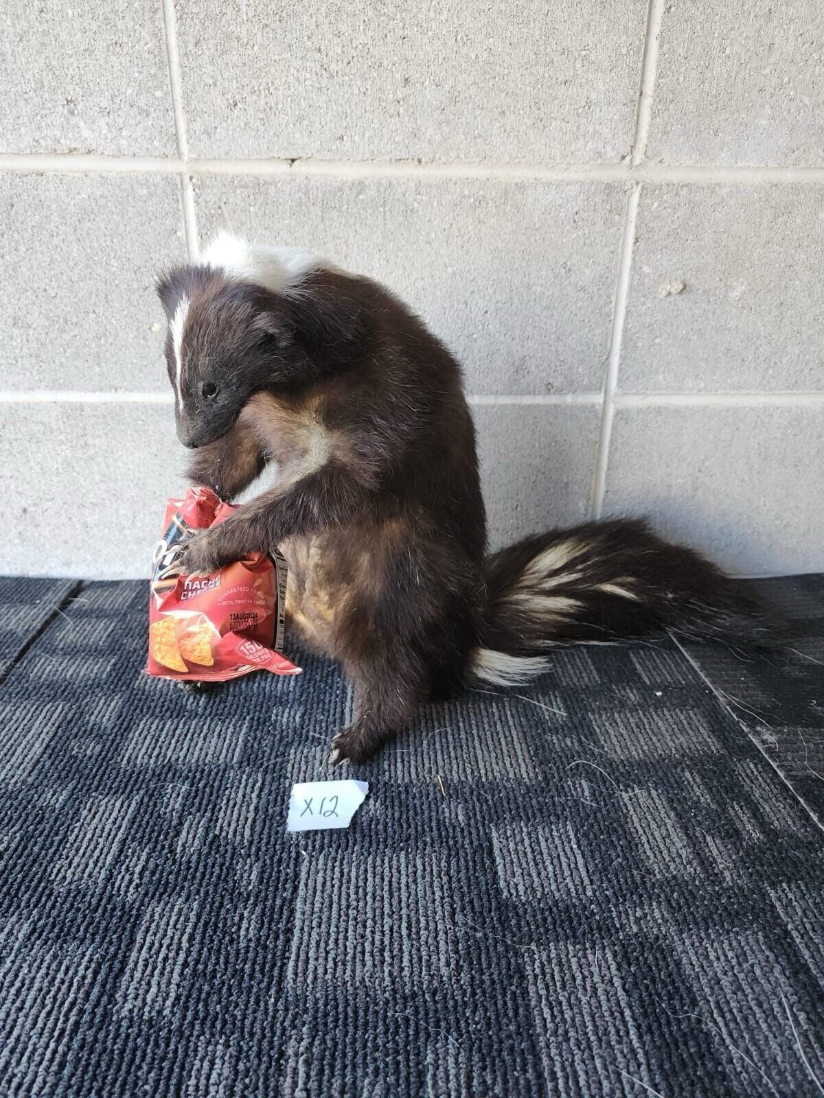 Large Nice Skunk Taxidermy Mount X12