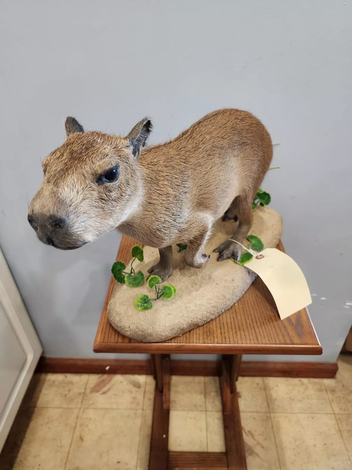 Capybara Full Body Mount Taxidermy