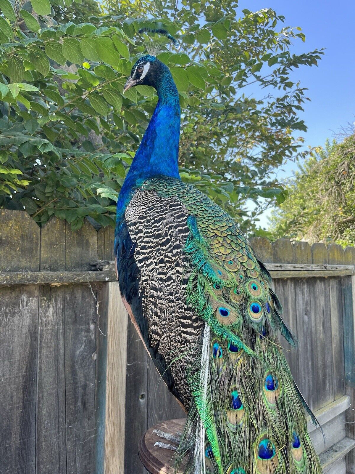 India Blue Real PEACOCK Taxidermy Mount museum quality