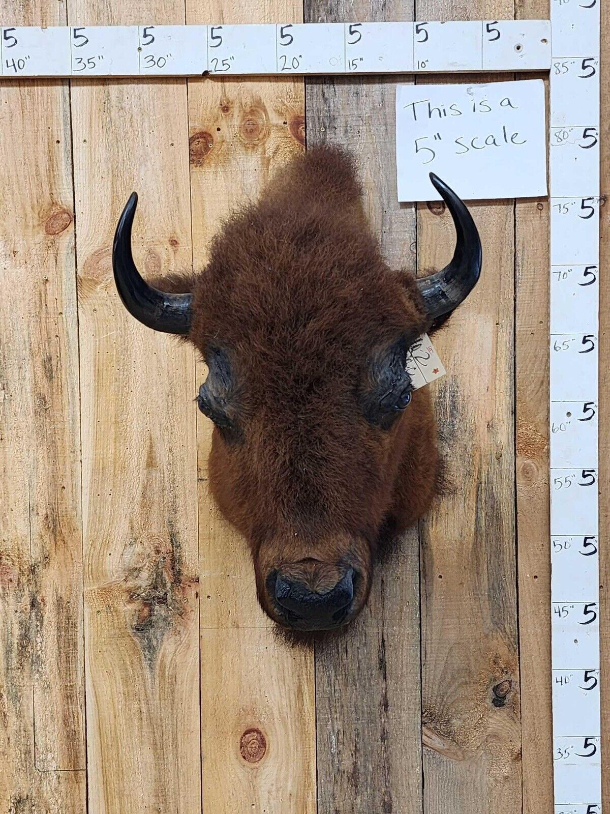 Real Buffalo / Shoulder Taxidermy Mount (you Get One Pictured) FH25