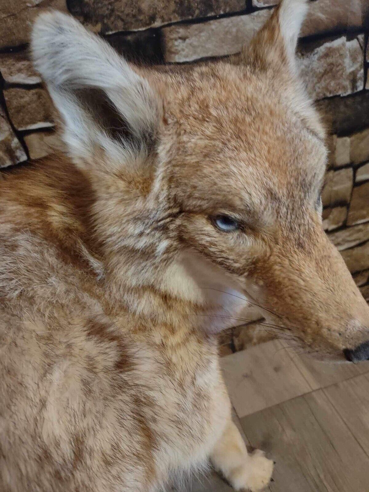 Coyote Taxidermy Custom Full Body Mount Home Camp Wall Decor Hunting Cabin