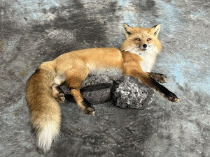 Red Fox Taxidermy Wall Mount Custom Wildlife Fur Hunting Decor Full Body New!