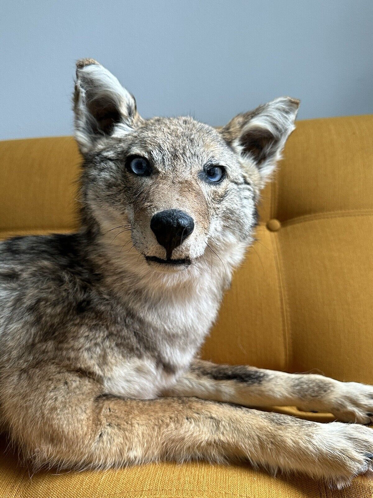 Coyote Taxidermy Custom Full Body Mount Home Camp Wall Decor Hunting Cabin