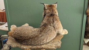 Alaskan Lynx Taxidermy Full Body Mount Prime Fur