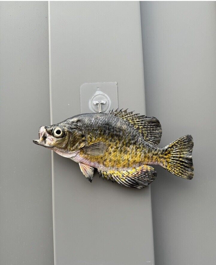 Beautiful Crappie Fish Taxidermy Wall Mount Art Wildlife