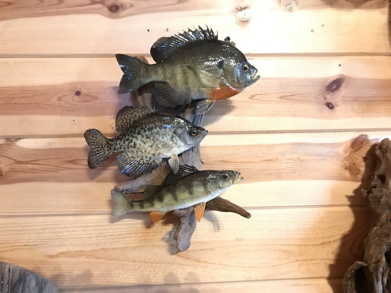 Beautiful Sunfish Crappie Perch Fish Taxidermy Wall Mount Art Wildlife