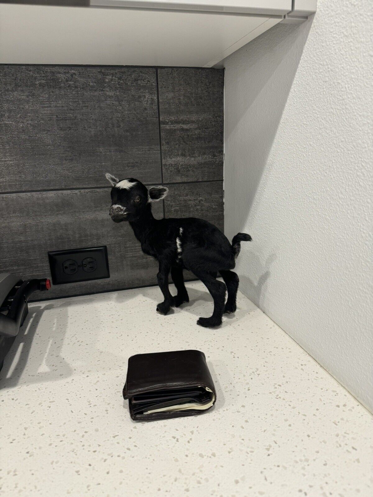 Super Tiny Baby Goat Taxidermy Mount