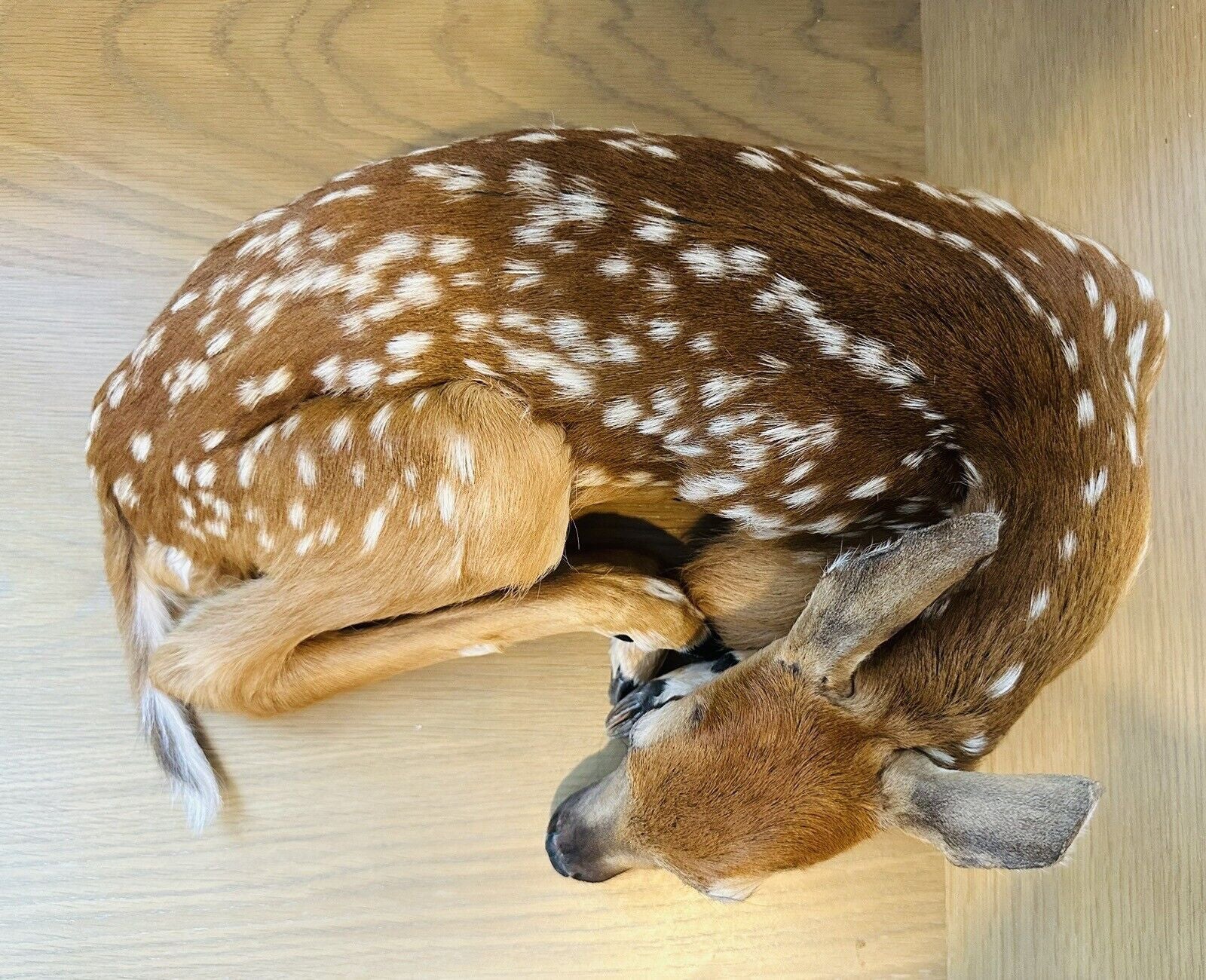 Museum Quality Real Deer Fawn Taxidermy Mount