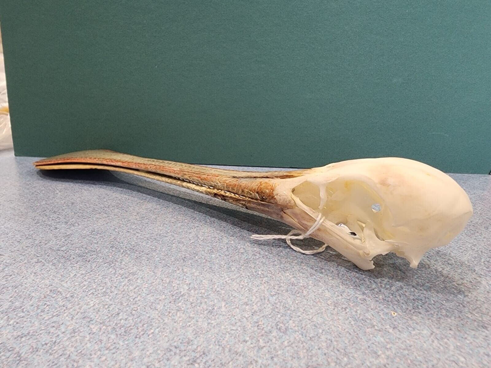 Real African spoonbill Bird Skull Taxidermy Sk1