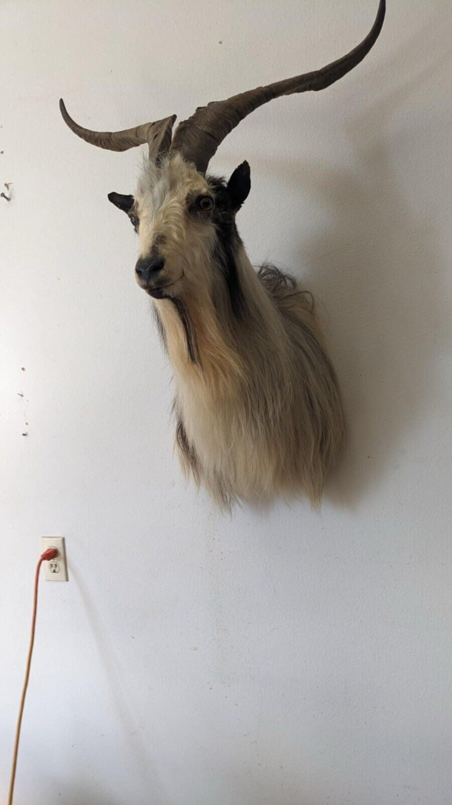 Real Beautiful Spanish Goat Taxidermy Mount