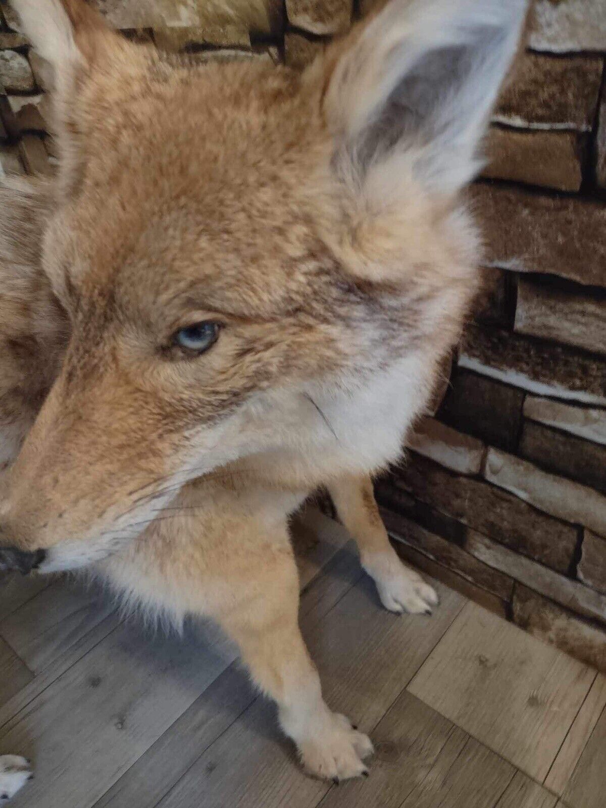 Coyote Taxidermy Custom Full Body Mount Home Camp Wall Decor Hunting Cabin