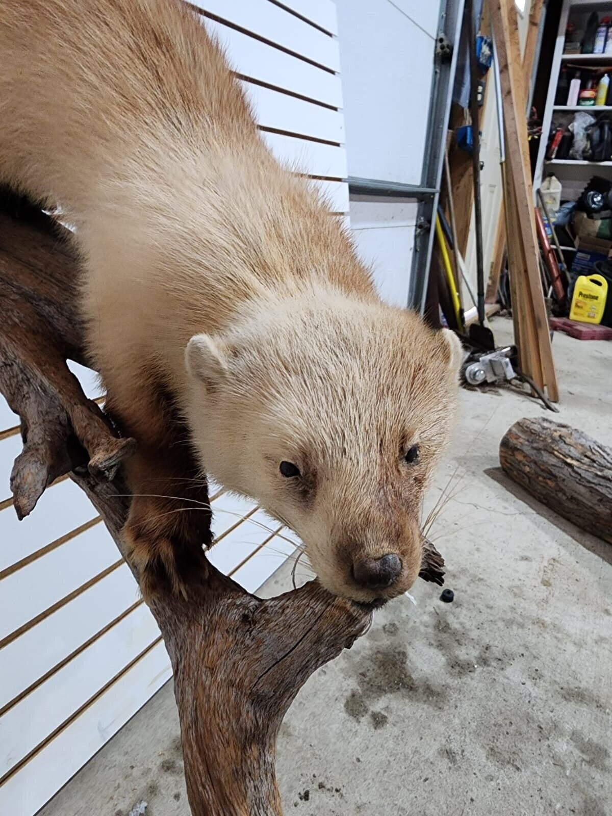 Rare Long Fur Fisher Taxidermy Mount