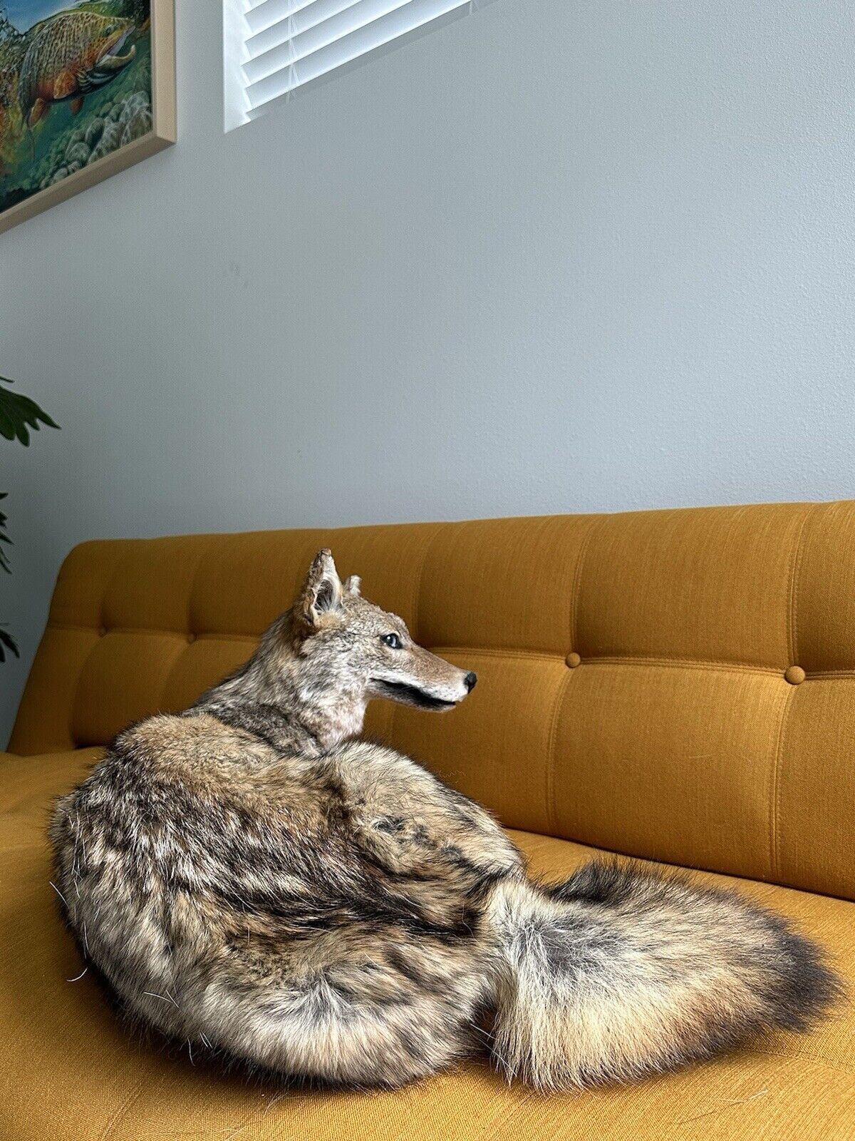 Coyote Taxidermy Custom Full Body Mount Home Camp Wall Decor Hunting Cabin
