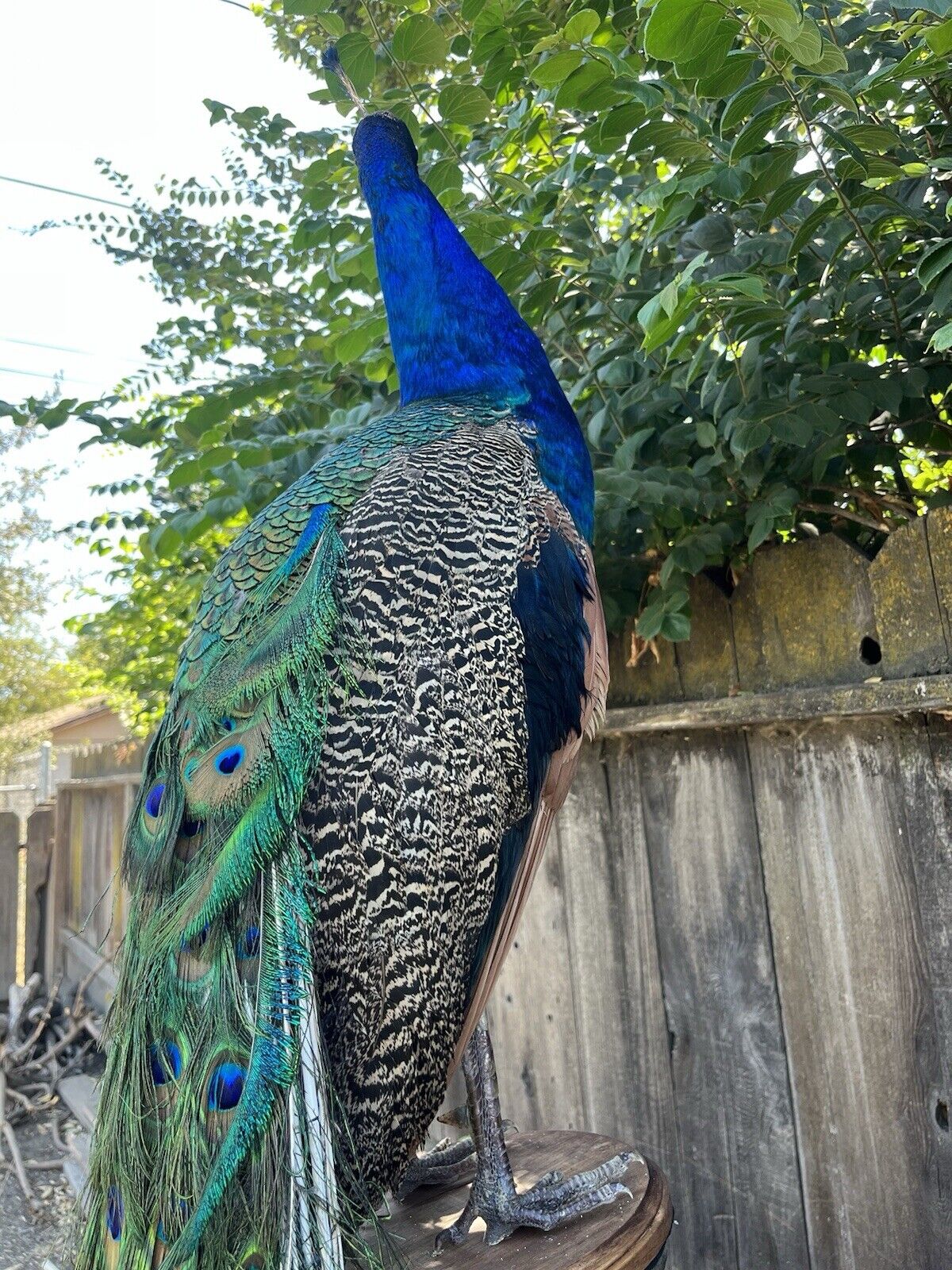 India Blue Real PEACOCK Taxidermy Mount museum quality