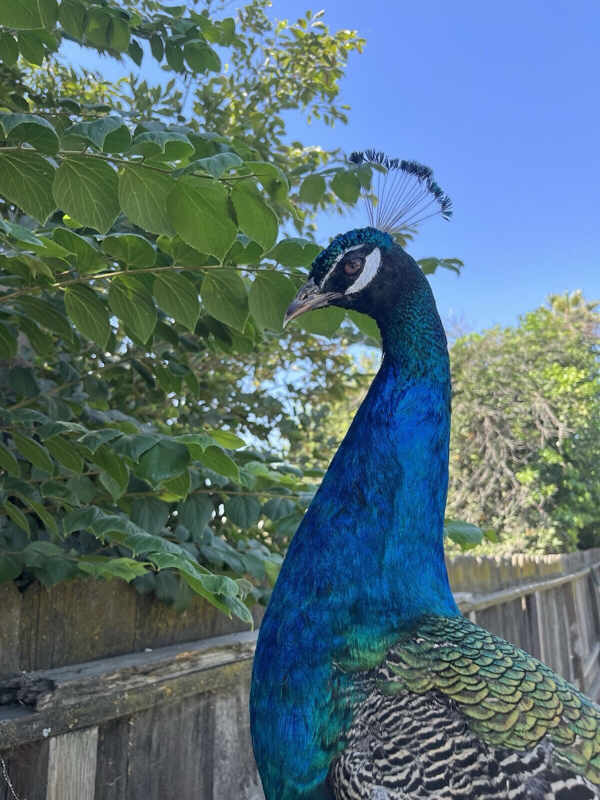 India Blue Real PEACOCK Taxidermy Mount museum quality