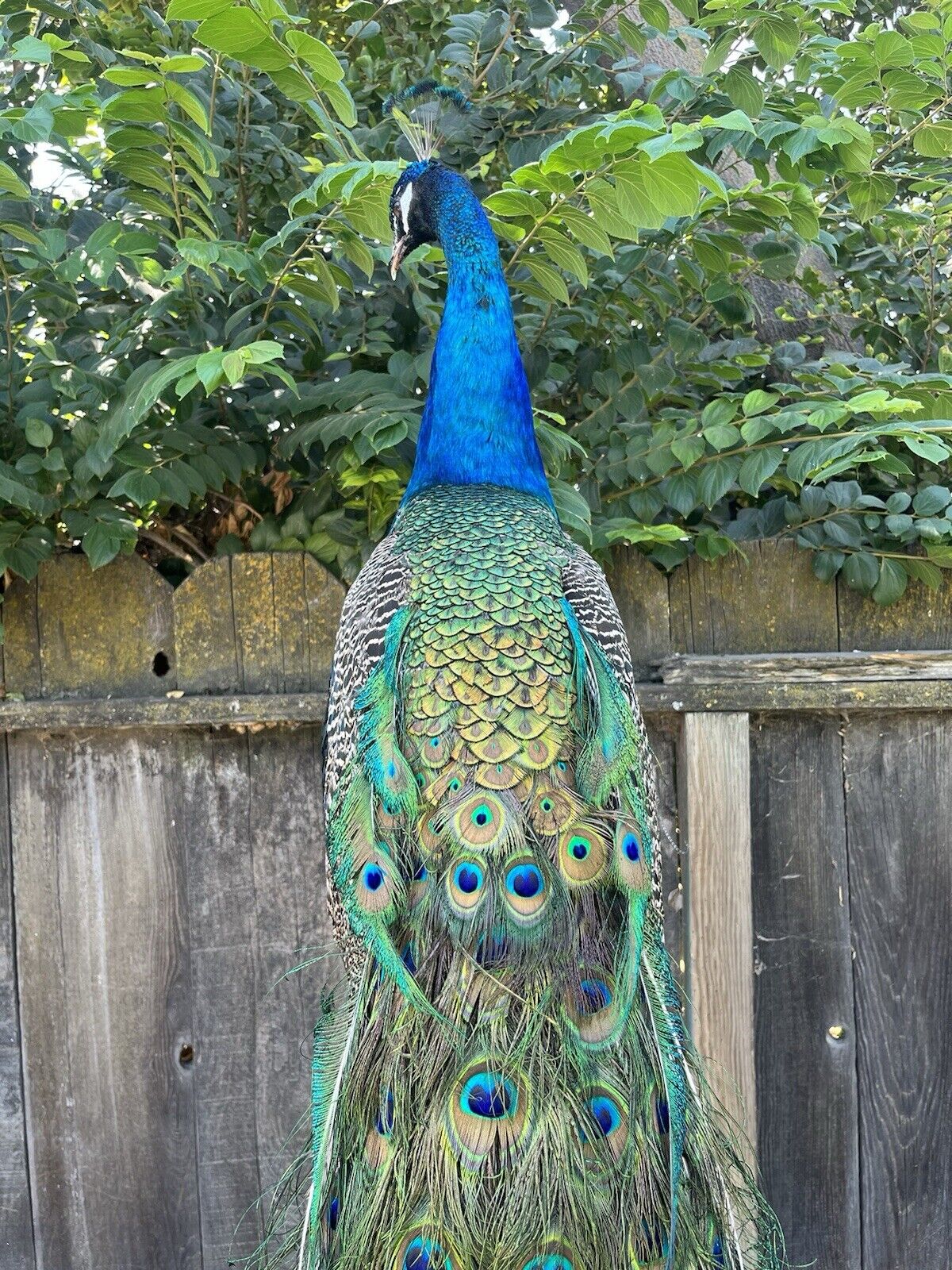 India Blue Real PEACOCK Taxidermy Mount museum quality
