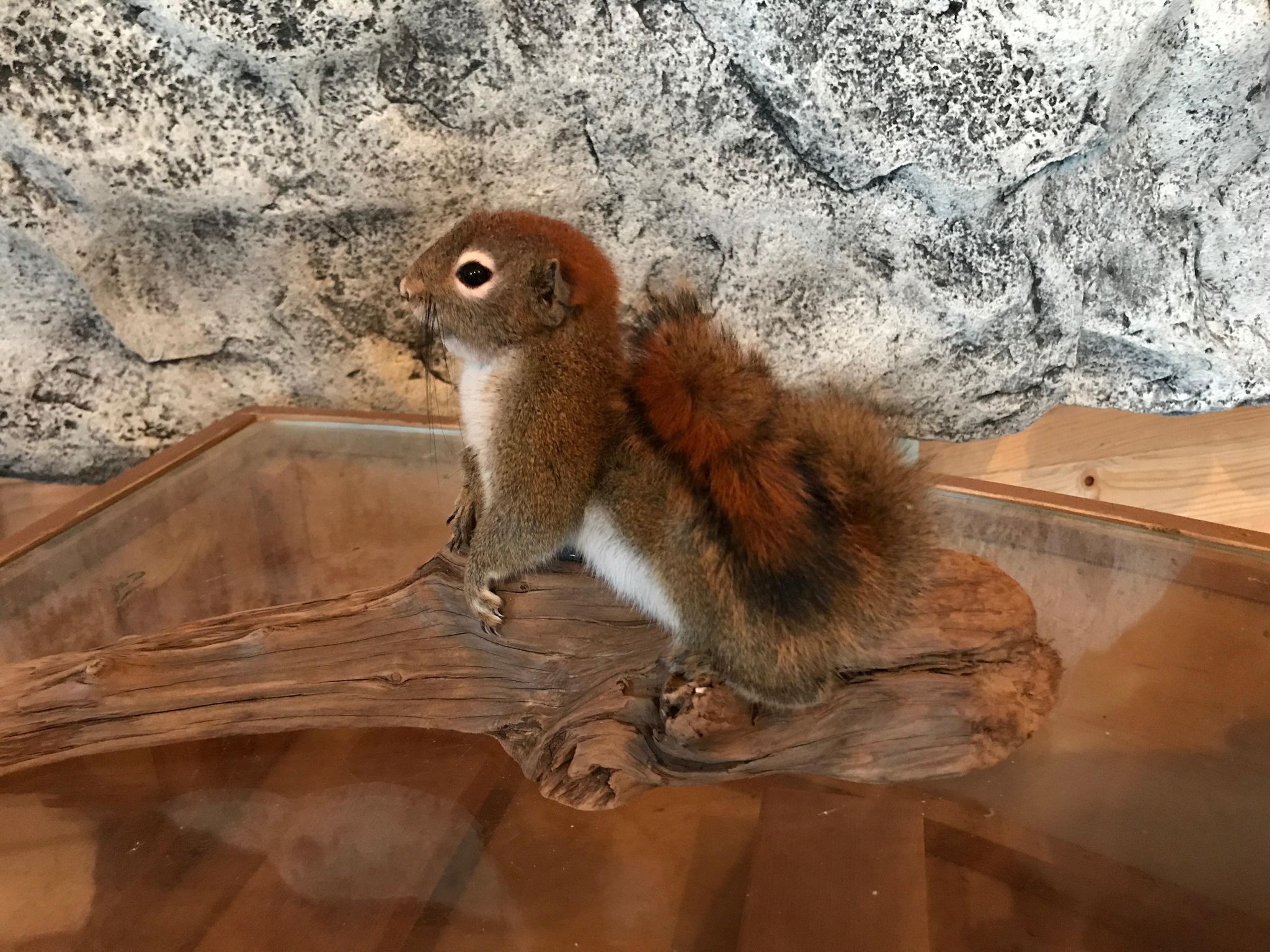 Cute red squirrel taxidermy mount