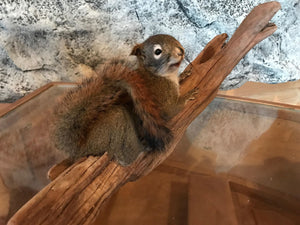 Cute red squirrel taxidermy mount