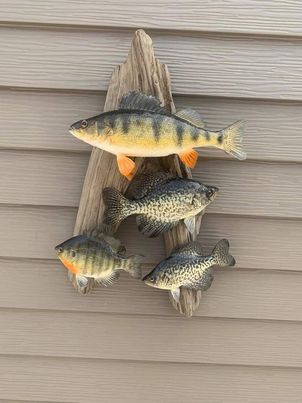 Fish mounts.