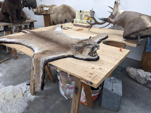 XL Mountain lion / cougar taxidermy rug mount