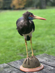 Beautiful Rare Abdim Stork Taxidermy Mount Bird