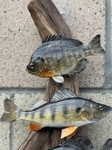 Real Skin Beautiful Sunfish Fish Taxidermy Wall Mount Perch