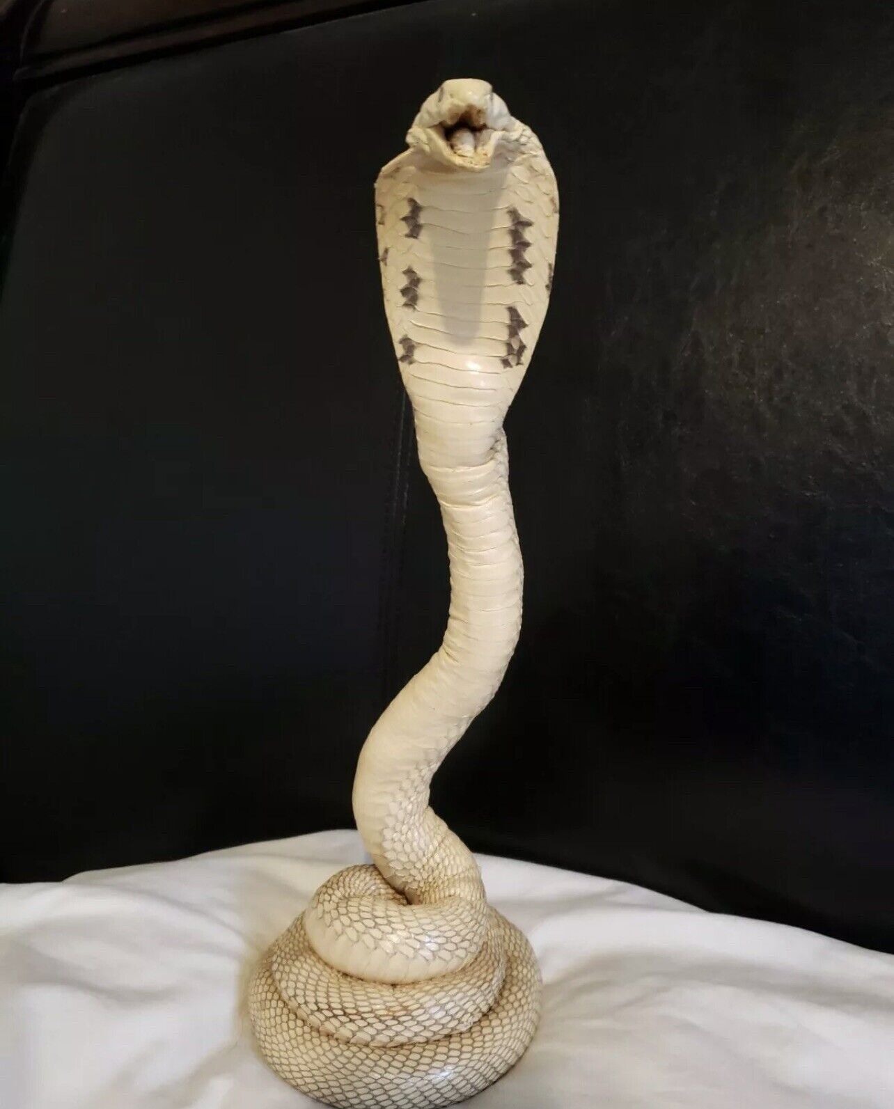 Taxidermy Cobra Snake
