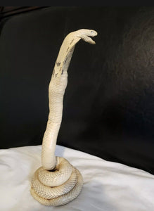 Taxidermy Cobra Snake