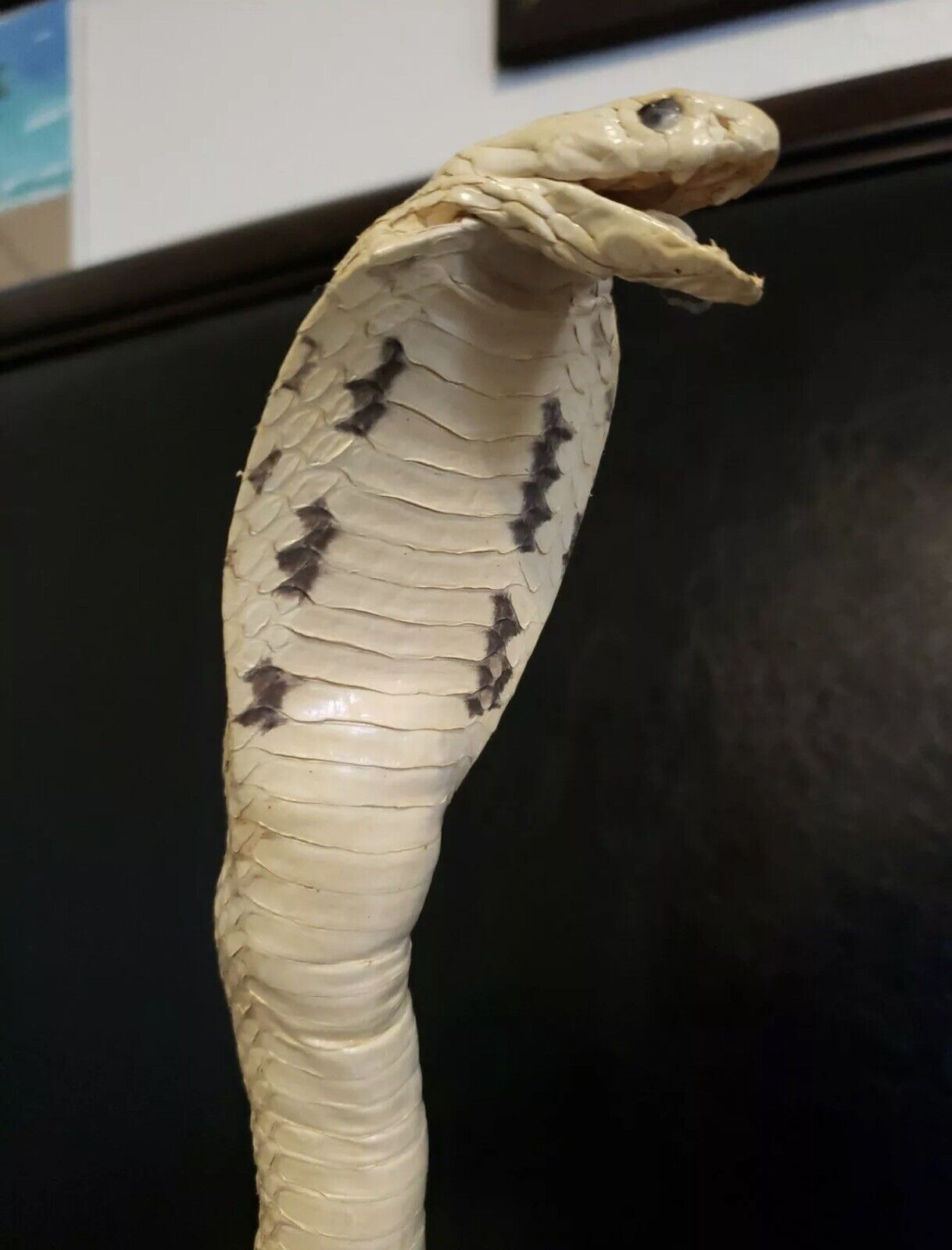 Taxidermy Cobra Snake