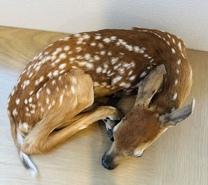 Museum Quality Real Deer Fawn Taxidermy Mount
